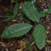 Connarus conchocarpus - Photo (c) Russell Cumming, algunos derechos reservados (CC BY-NC), subido por Russell Cumming