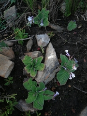 Streptocarpus meyeri