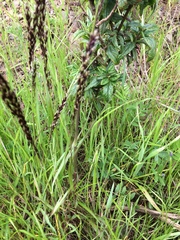Melica californica