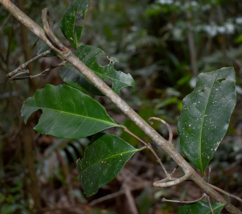 Salacia disepala, 2023-11-12