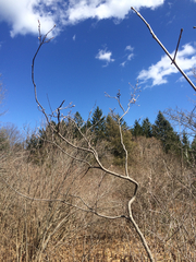 Amelanchier nantucketensis
