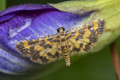 Eurrhyparodes tricoloralis
