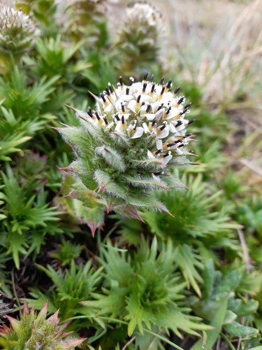 Image of Nassauvia magellanica by (c) Flavien Saboureau, some rights reserved (CC BY)