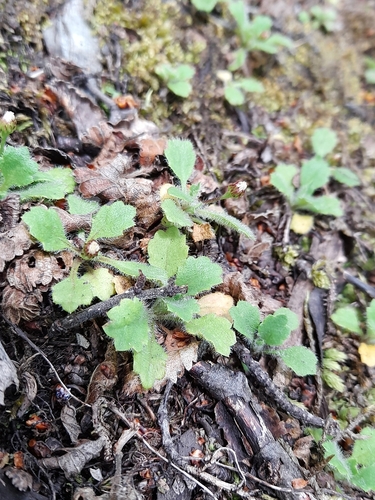 Dwarf daisy (Lagenophora nudicaulis)