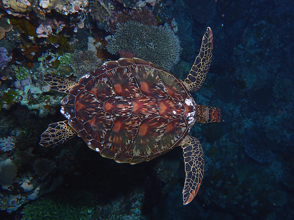 Green Sea Turtle In November 2023 By Gina INaturalist   Large 