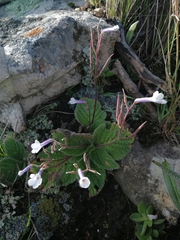 Streptocarpus meyeri