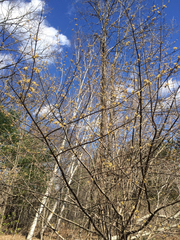 Cornus mas