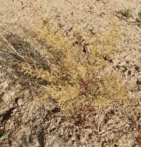 Dysphania anthelmintica iNat (3)