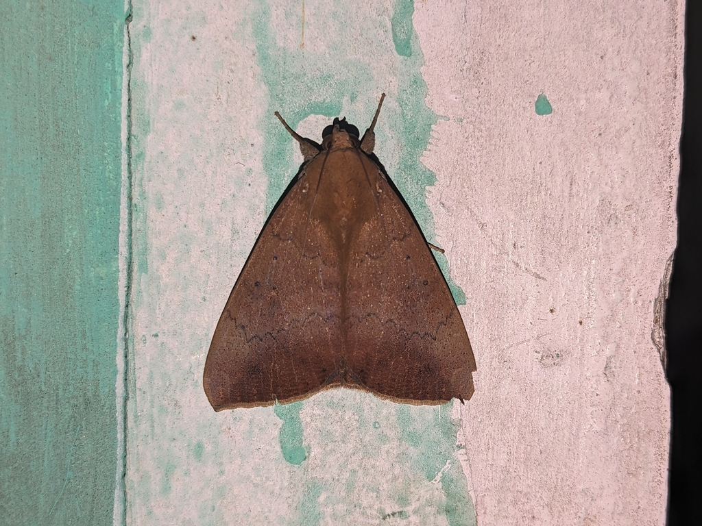 Achaea serva