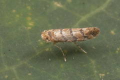 Lithocolletinae