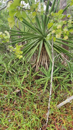 Agave decipiens