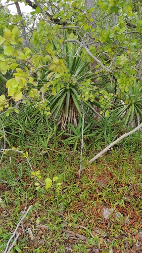 Agave decipiens
