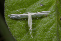 Pterophorus lacteipennis