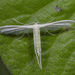 Pterophorus lacteipennis - Photo (c) budak, some rights reserved (CC BY-NC)