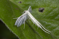 Pterophorus lacteipennis