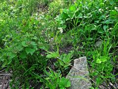 Cardamine leucantha
