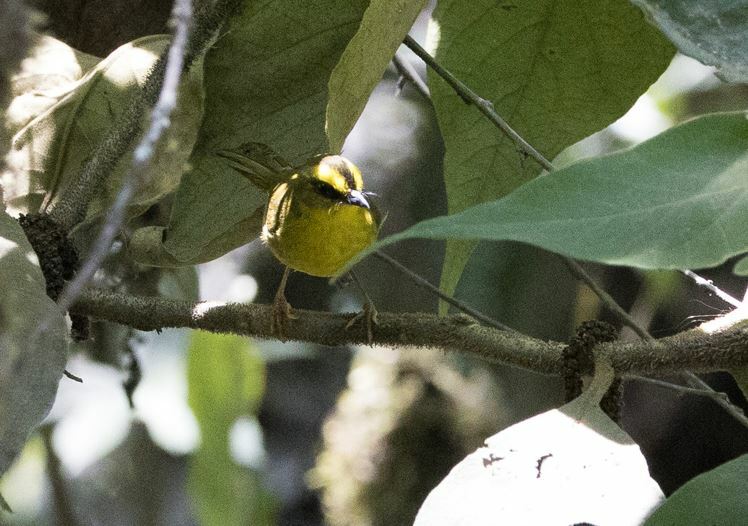 Citrine Warbler (Myiothlypis luteoviridis), photo 4
