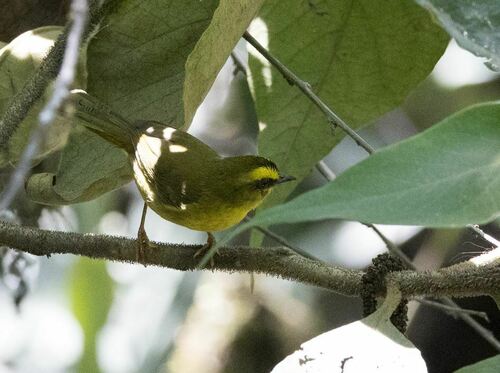 Citrine Warbler (Myiothlypis luteoviridis), photo 5