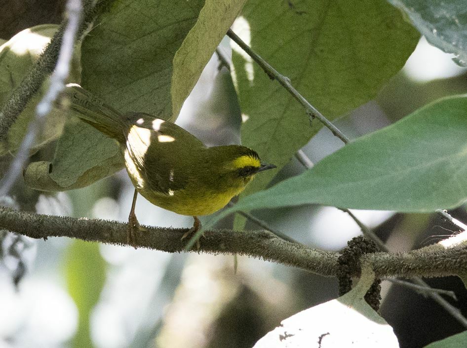 Citrine Warbler (Myiothlypis luteoviridis), photo 5