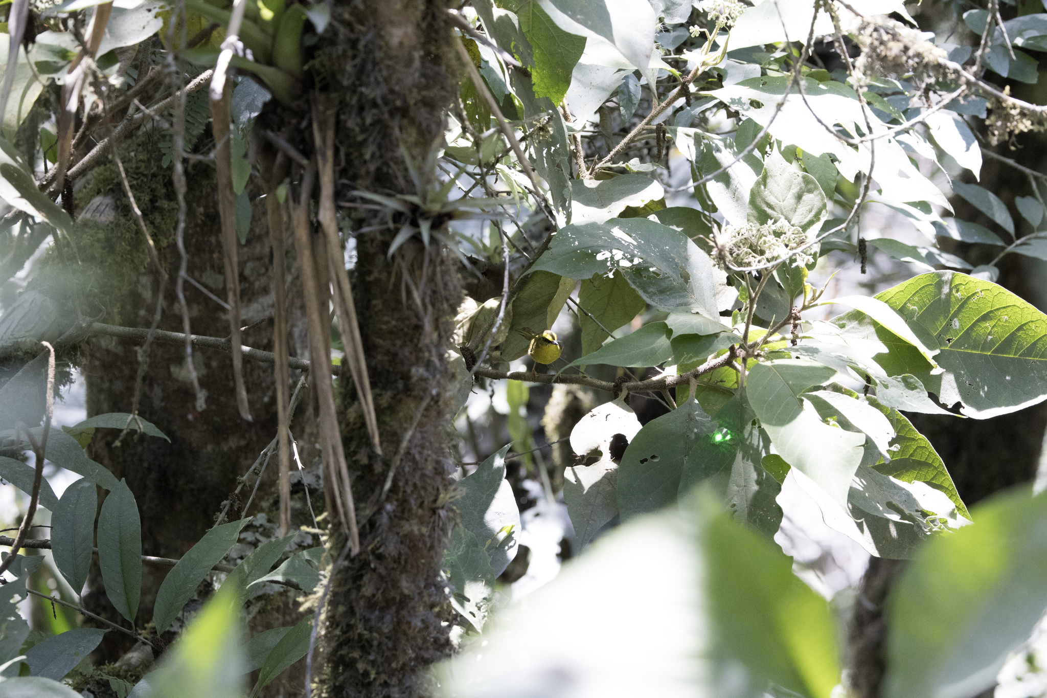 Citrine Warbler (Myiothlypis luteoviridis), photo 6