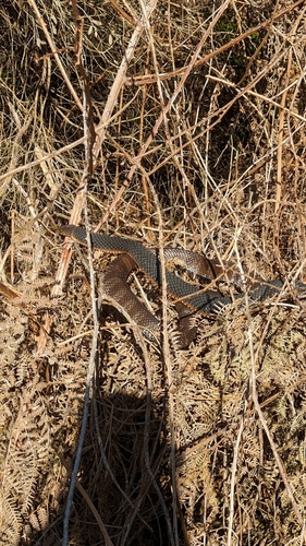Tiger Snake sighting