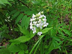 Cardamine leucantha