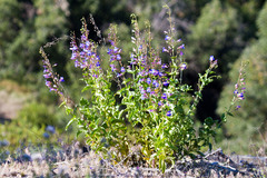 Penstemon spectabilis