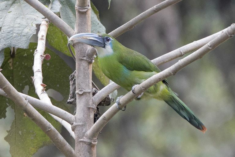 Blue-banded Toucanet (Aulacorhynchus coeruleicinctis), photo 2
