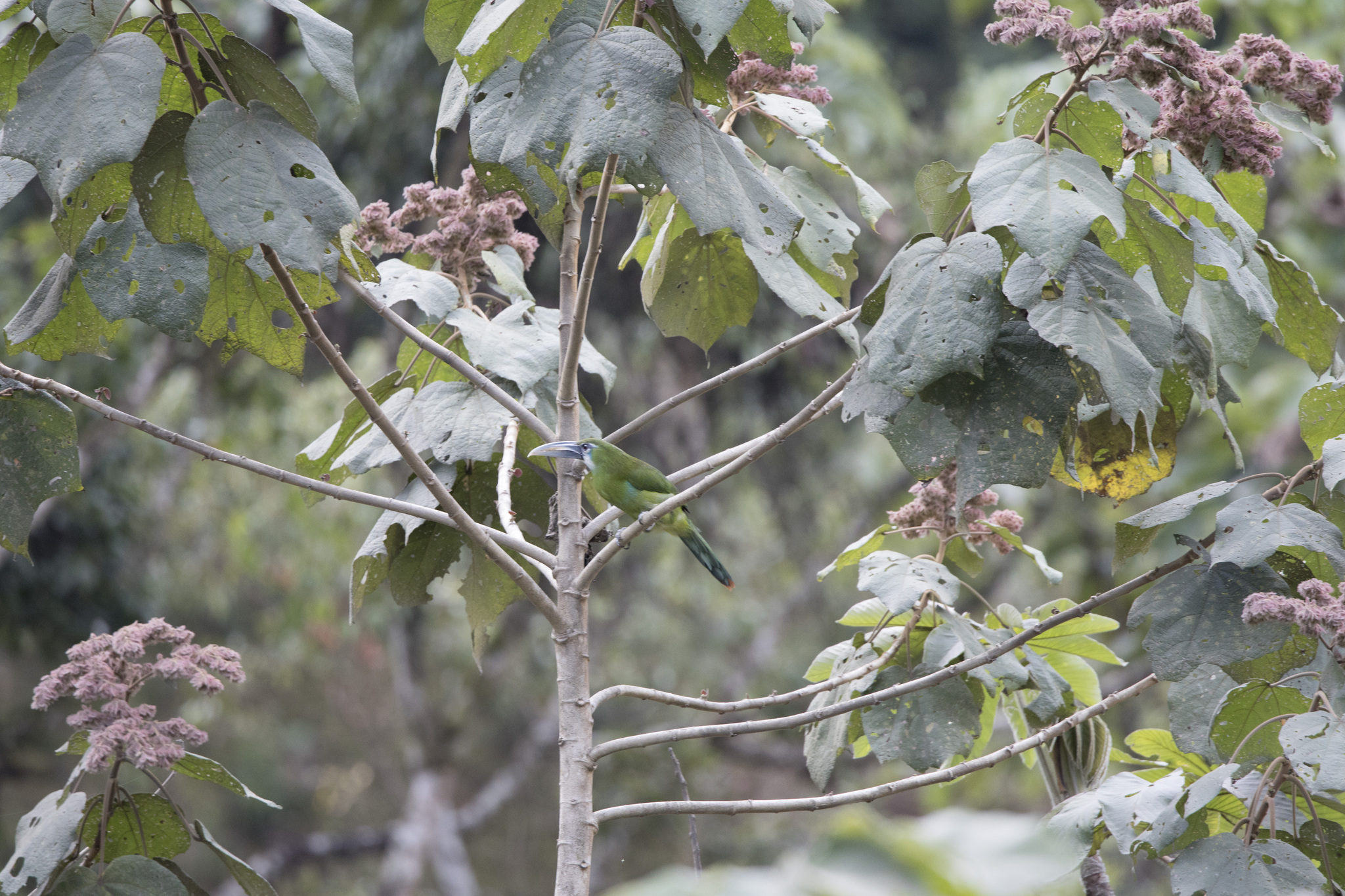 Blue-banded Toucanet (Aulacorhynchus coeruleicinctis), photo 3