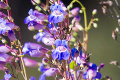 Penstemon spectabilis