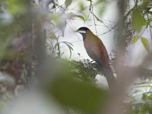 White-eared Solitaire (Entomodestes leucotis), photo 2