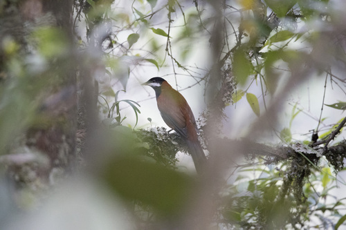 White-eared Solitaire (Entomodestes leucotis), photo 3