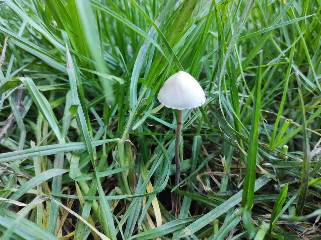 Panaeolus papilionaceus · December 2023 · photo: © maria_luisa_gma (iNaturalist, CC)