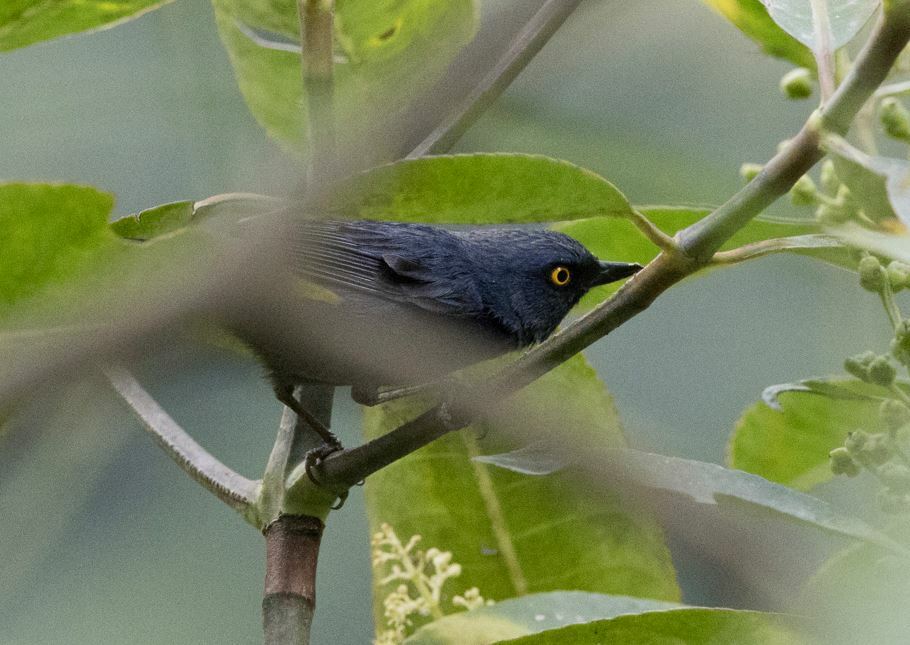 Golden-eyed Flowerpiercer (Diglossa glauca), photo 2
