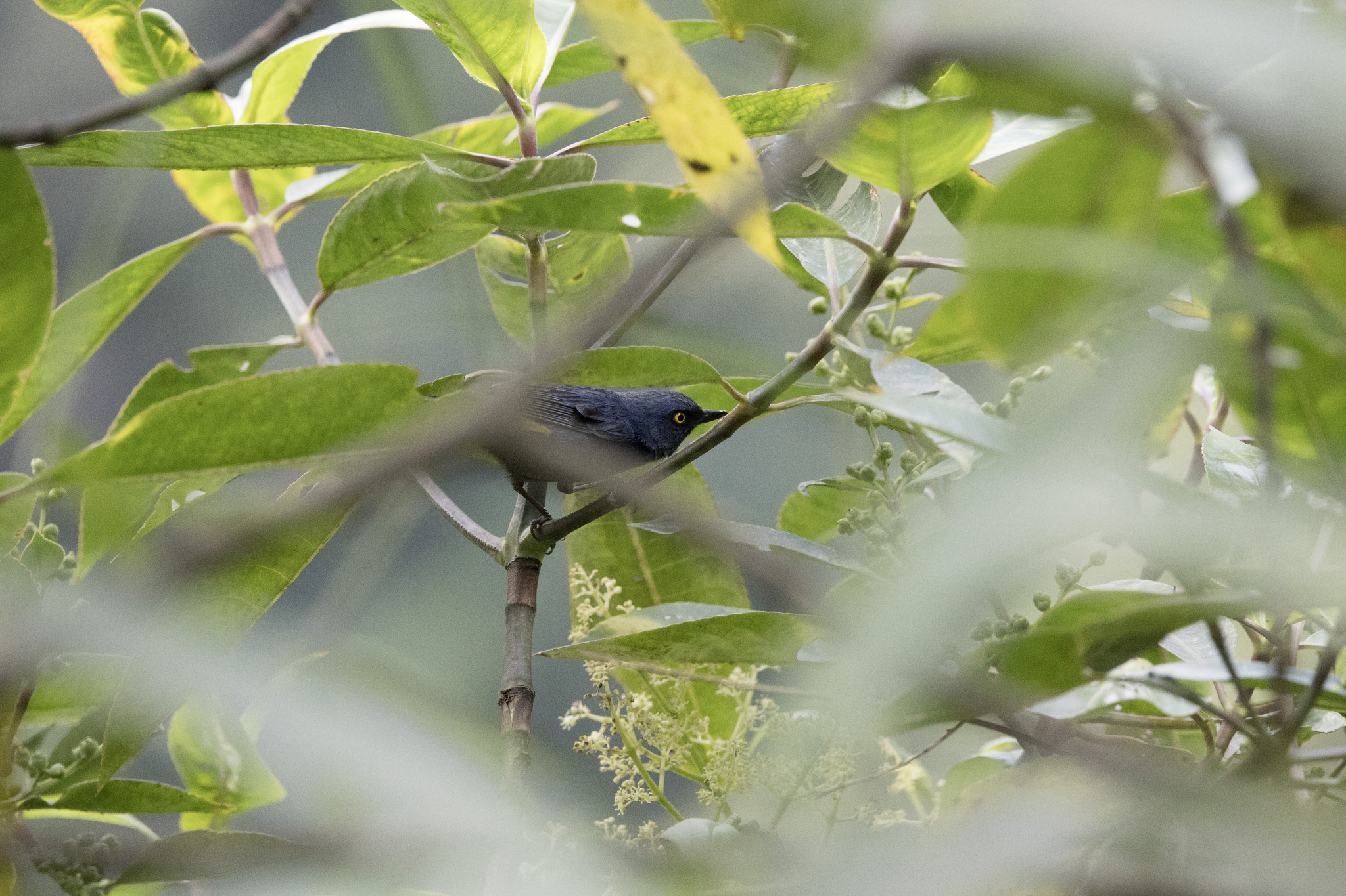 Golden-eyed Flowerpiercer (Diglossa glauca), photo 3