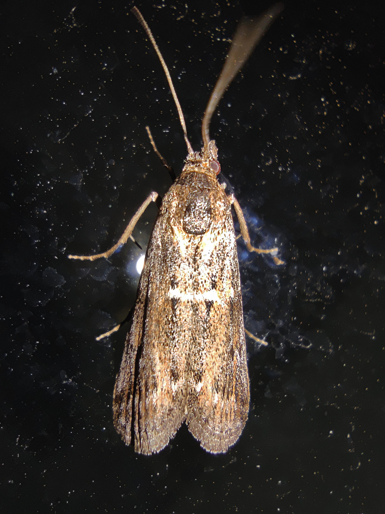 Isauria dilucidella