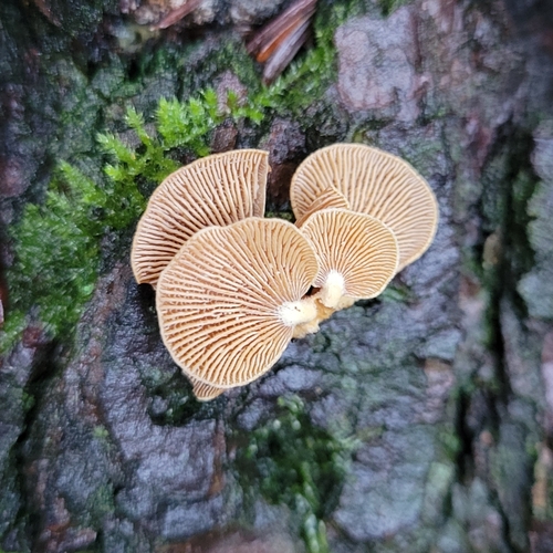 Ąžuolinis skiautenėlis nuotrauka