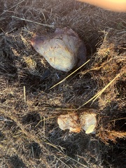 Stomolophus meleagris image