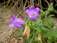 Campanula medium