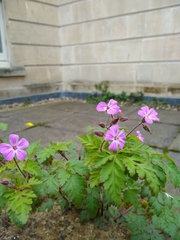 Geranium robertianum