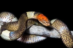 False Cat-Eyed Snake photo 4