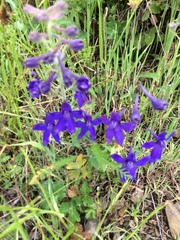 Delphinium decorum