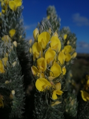 Aspalathus argyrophanes