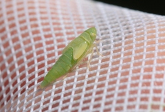 Pagaronia tredecimpunctata