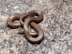 Ceboruco Centipede Snake photo 4