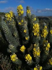 Aspalathus argyrophanes