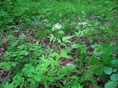 Cardamine leucantha