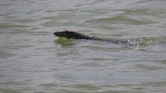 Varanus salvator salvator