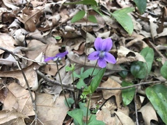 Viola palmata