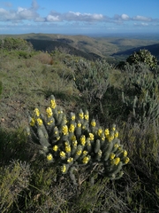 Aspalathus argyrophanes
